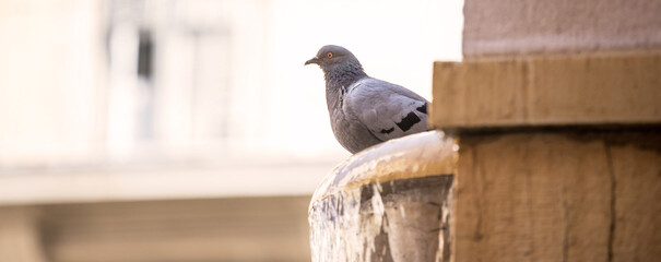 city pigeon on a wall panorama