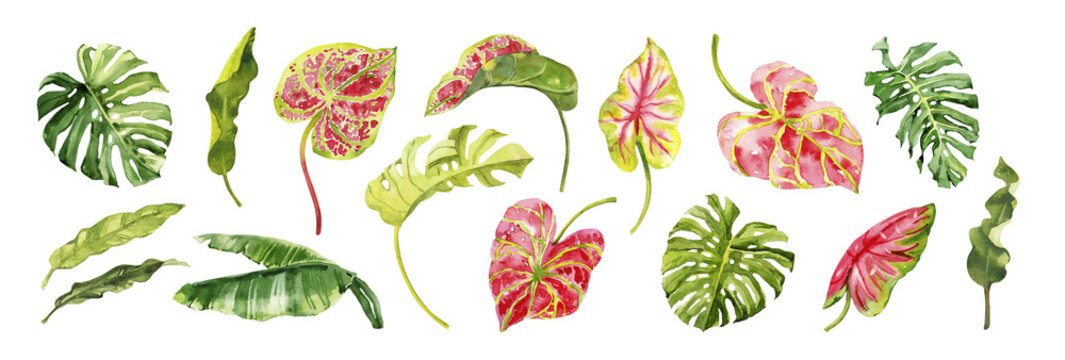 Watercolor hand drawn rainforest tropical leaves botanical illustration set isolated on white background. Hand painted watercolor floral clip art