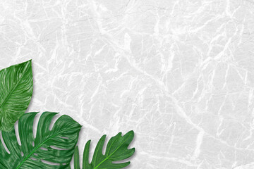  Green fresh monstera leaves, tropical leaves, on gray marble pattern texture background, Flat lay, top view. Tropical plant.