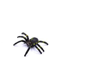 Plastic toy spider top view isolated on a white background.