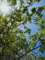 Leaves of a Try Against Blue Sky