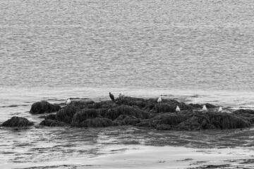 Gulls and a cormorant along the coast of the Long Island Conservation Lands, Nova Scotia.