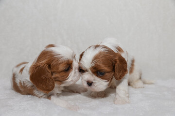 Two little puppies on a white background