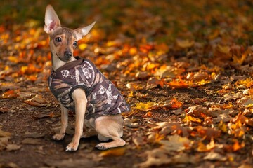Adorable young happy dog autumn outdoor