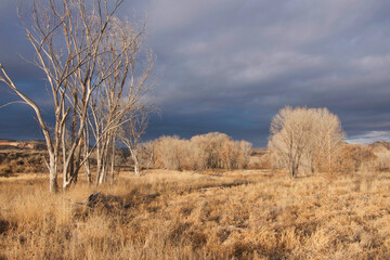 Riparian Landscape December