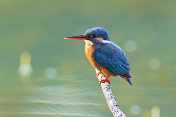 The common kingfisher (Alcedo atthis), ledňáček říční also known as the Eurasian kingfisher sitting on a branch catching fish.