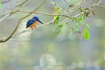The common kingfisher (Alcedo atthis), ledňáček říční also known as the Eurasian kingfisher sitting on a branch catching fish.