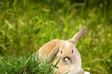 Small cute bunny or rabbit on green grass.