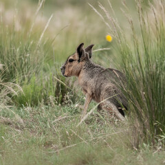 Patagonian cavi in Pampas grassland environment, La Pampa Province, , Patagonia , Argentina