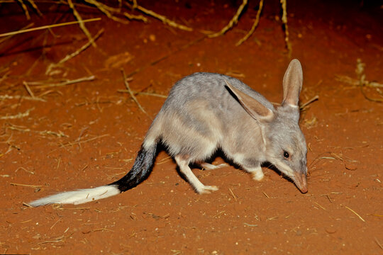 Macrotis