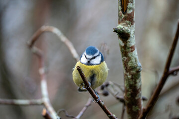 Blue Tit Perching