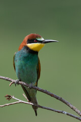 Insect-hunting Bee-eater sitting on a branch waiting for its prey.
