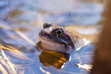 close up of a frog