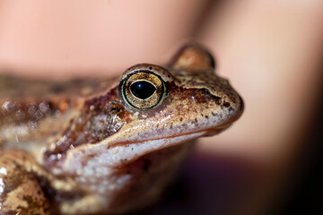 close up of a frog