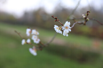 Erste Blüten im Frühling