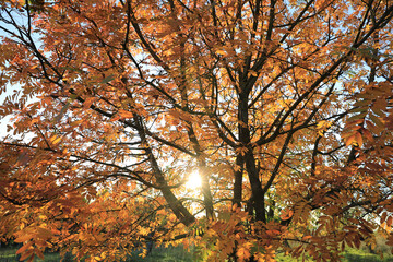 Herbststimmung im Gegenlicht