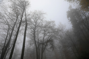 Baumkronen im Nebel