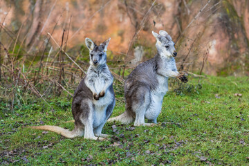 Eastern mountain kangaroo - Macropus robustus robustus on a green meadow