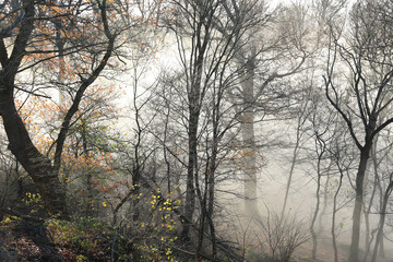 Fototapeta na wymiar Winterwald im Nebel