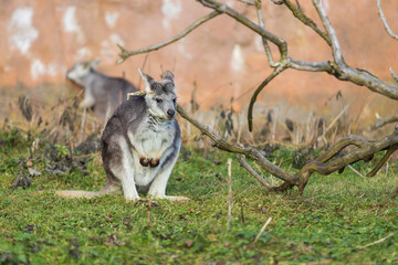 Eastern mountain kangaroo - Macropus robustus robustus on a green meadow