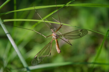 One european arsh Crane Fly - Big Schnake Tipula oleracea on blade of grass in green nature with copy space.