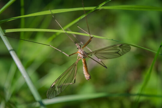 One european arsh Crane Fly - Big Schnake Tipula oleracea on blade of grass in green nature with copy space.