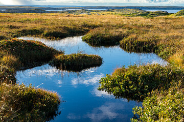 Water reflection through mossy natural grasslands along rocky tundra on the East Coast of Canada at Spillars Cove Newfoundland.