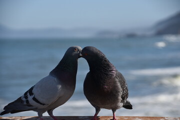 Kissing Pigeons