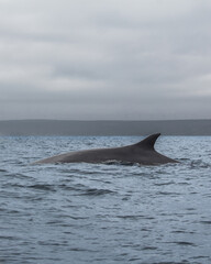 Fin Whale in Caleta Chañaral de Aceituno Atacama Chile