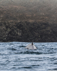 Fin Whale in Caleta Cha&ntilde;aral de Aceituno Atacama Chile