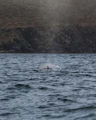 Fin Whale in Caleta Cha&ntilde;aral de Aceituno Atacama Chile
