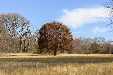 Forest in autumn, large tree with autumn leaves in the center of the forest with clouds and shadows.