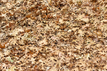 Forest in the autumn, with leaves on the ground, red, brown