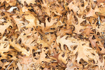 Forest in the autumn, with leaves on the ground, red, brown