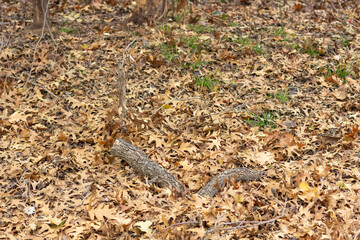 Obraz premium Forest in the autumn, with leaves on the ground, red, brown