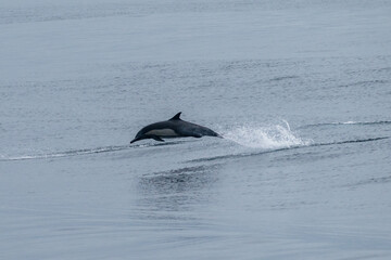 Fototapeta premium Dolphins in the Pacific Ocean, California