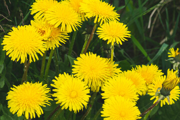 dandelions in the grass