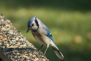 This cute little blue jay came to my deck for a visit the other day. He stopped by for some birdseed. I love the look of his blue, white, and grey feathers. They always looks very intelligent.
