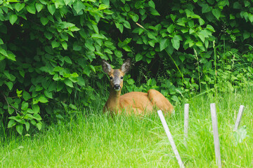 deer in the forest