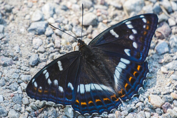 Poplar admiral butterfly on the road