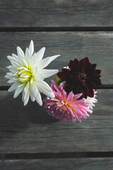Dahlia flowers on wooden background