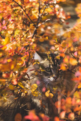autumn leaves background with cat