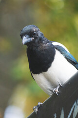 Close up of magpie bird