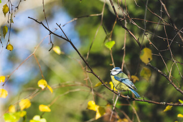 Eaurasian blue tit on a branch