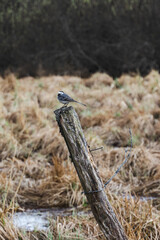 Wagtail in marsh sitting on the tree