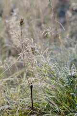 grass in the snow, morning