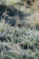 frost on grass morning, snow