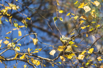 yellow leaves on sky, blue tit
