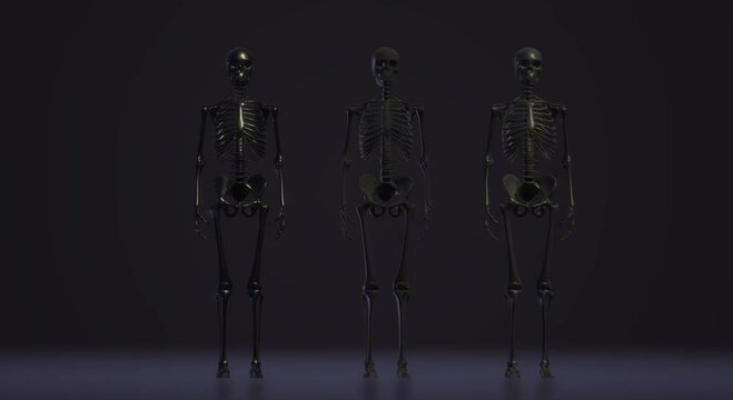 human skeleton anatomy skull