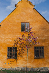 old house in the town with magnolia